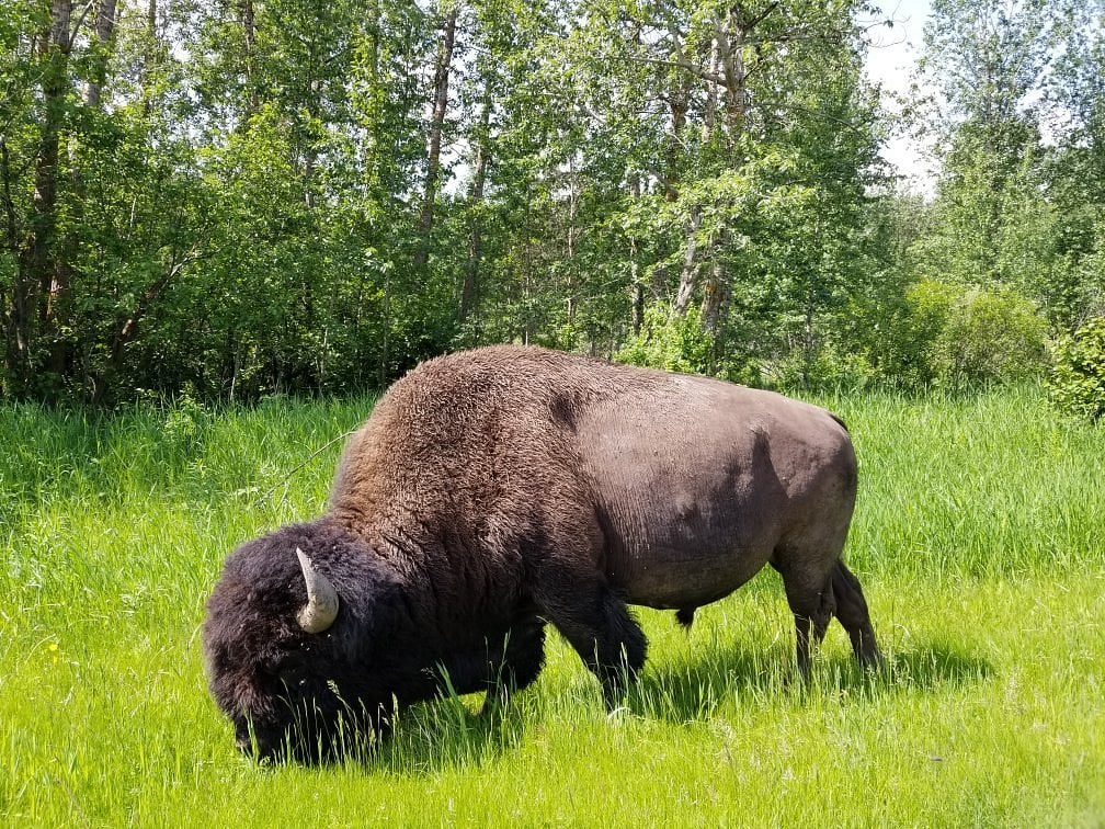 Elk Island National Park & Beaver Hills